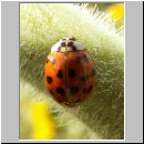 Harmonia axyridis - Asiatischer Marienkaefer 45.jpg